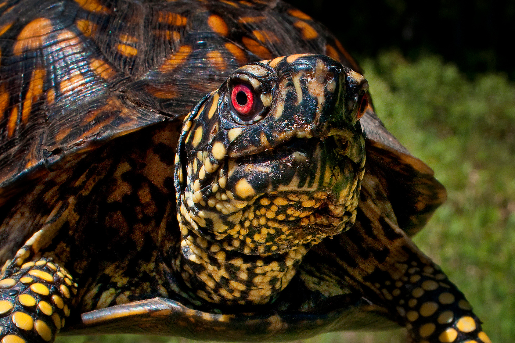 COP15, UN, Earth, environment, nature, biodiversity