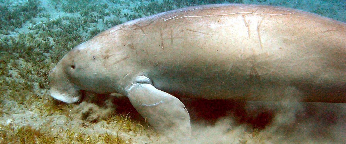 Dugong, seagrass meadow