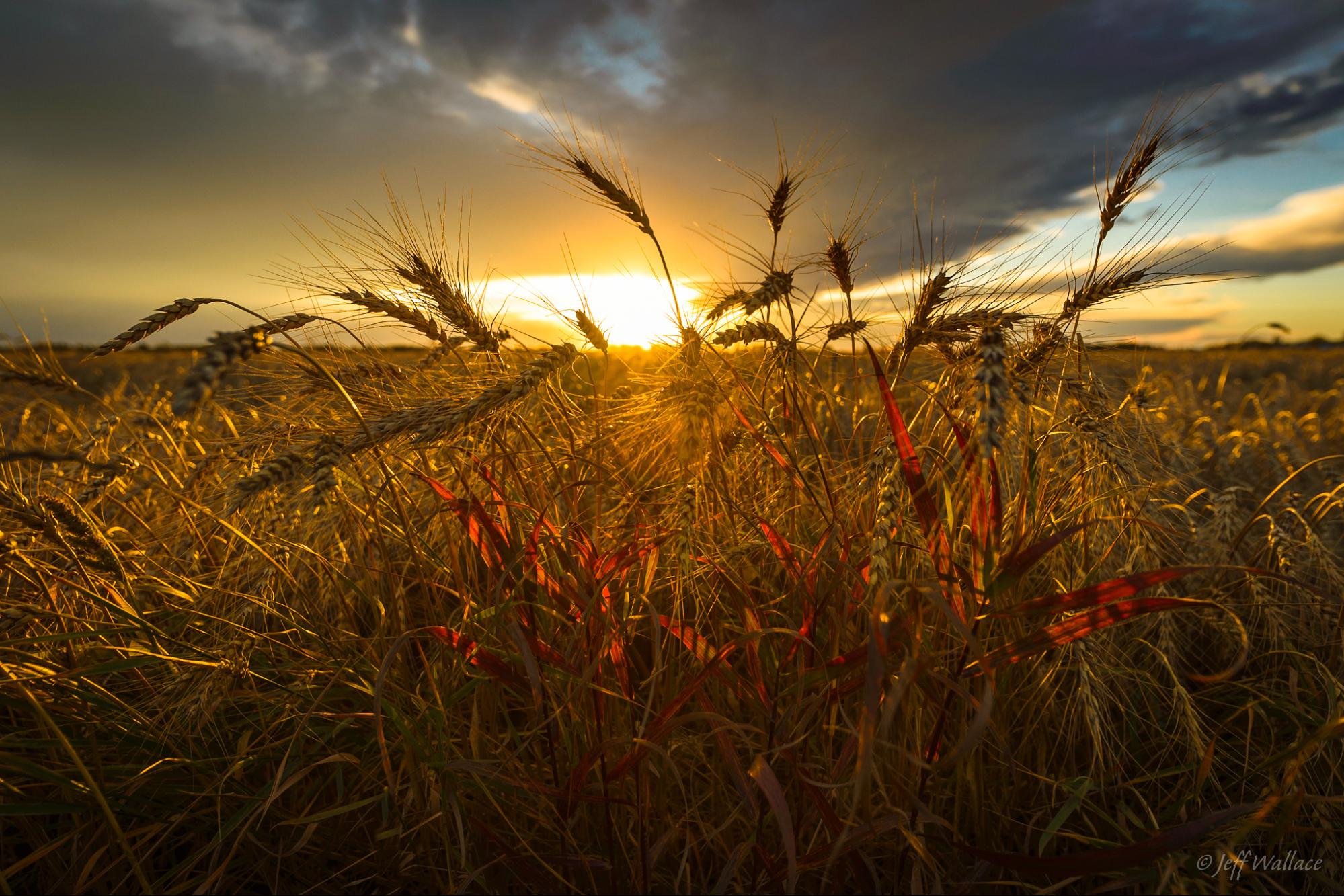 climate crisis, farming, fungal attacks, global food supply, threat