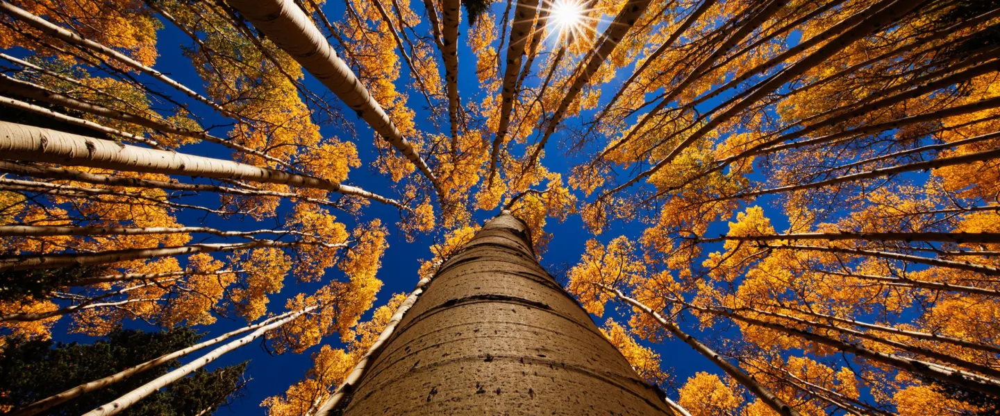 Tree Near Flagstaff, Arizona