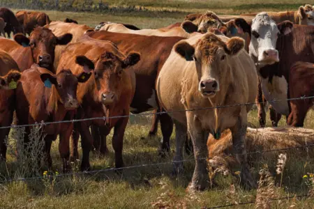 cows, agriculture