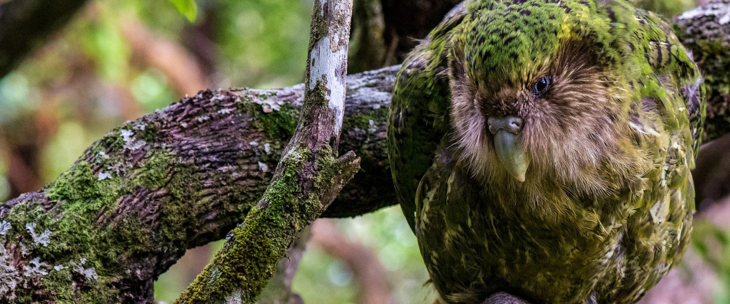 nature, wildlife, biodiversity, birds, New Zealand, conservation, kakapo