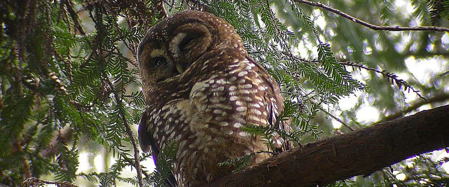 wildlife conservation, threatened species, California, logging, spotted owl, lawsuit