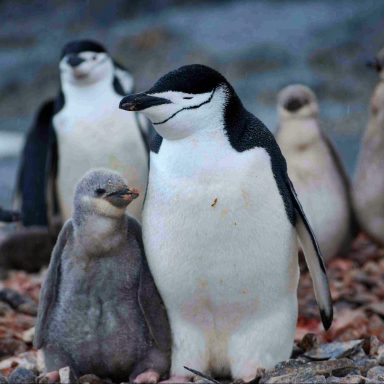 nature, wildlife, biodiversity, Antarctica, penguin parents, microsleeps