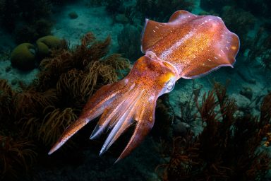 coral reef, underwater mapping, oceanography