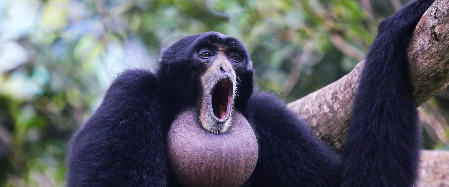 science, biodiversity, Indonesia, rare Siamang gibbons,forest chorus, pair released