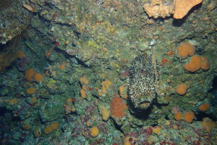 Orange sclerosponges in the Cayman Islands