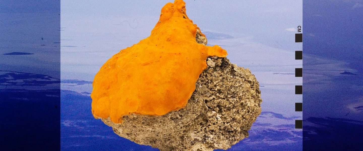 sclerosponge, orange, Bahamas