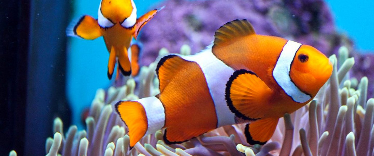 science, biodiversity, marine life, clownfish, new study, social order, simple math ability