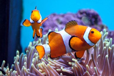 science, biodiversity, marine life, clownfish, new study, social order, simple math ability