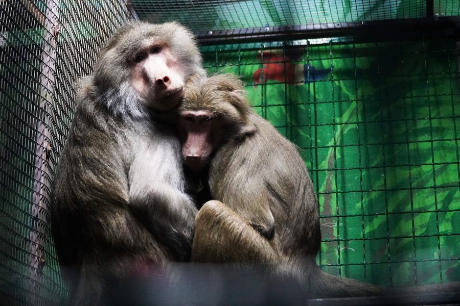 Monkeys at a zoo Donbas