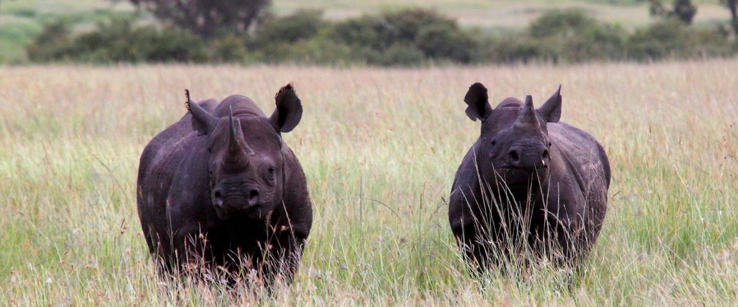 Mother and daughter, black rhinos