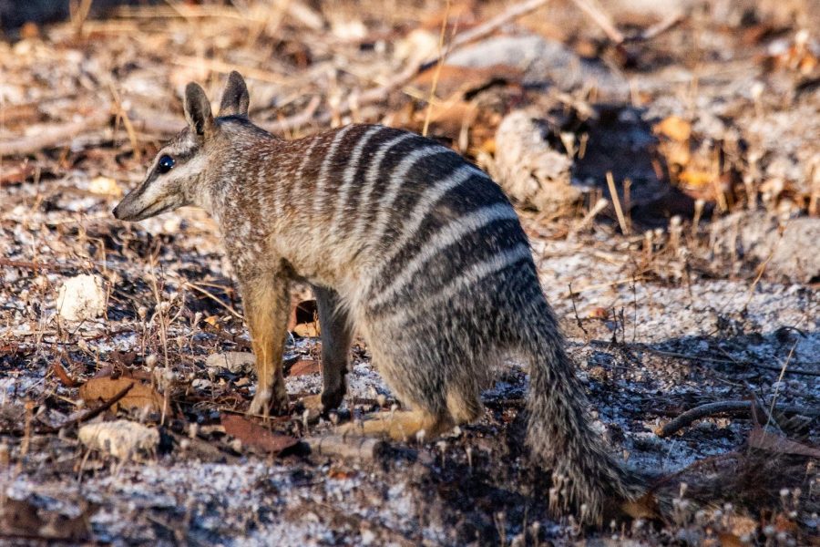 Numbat, Western Australia