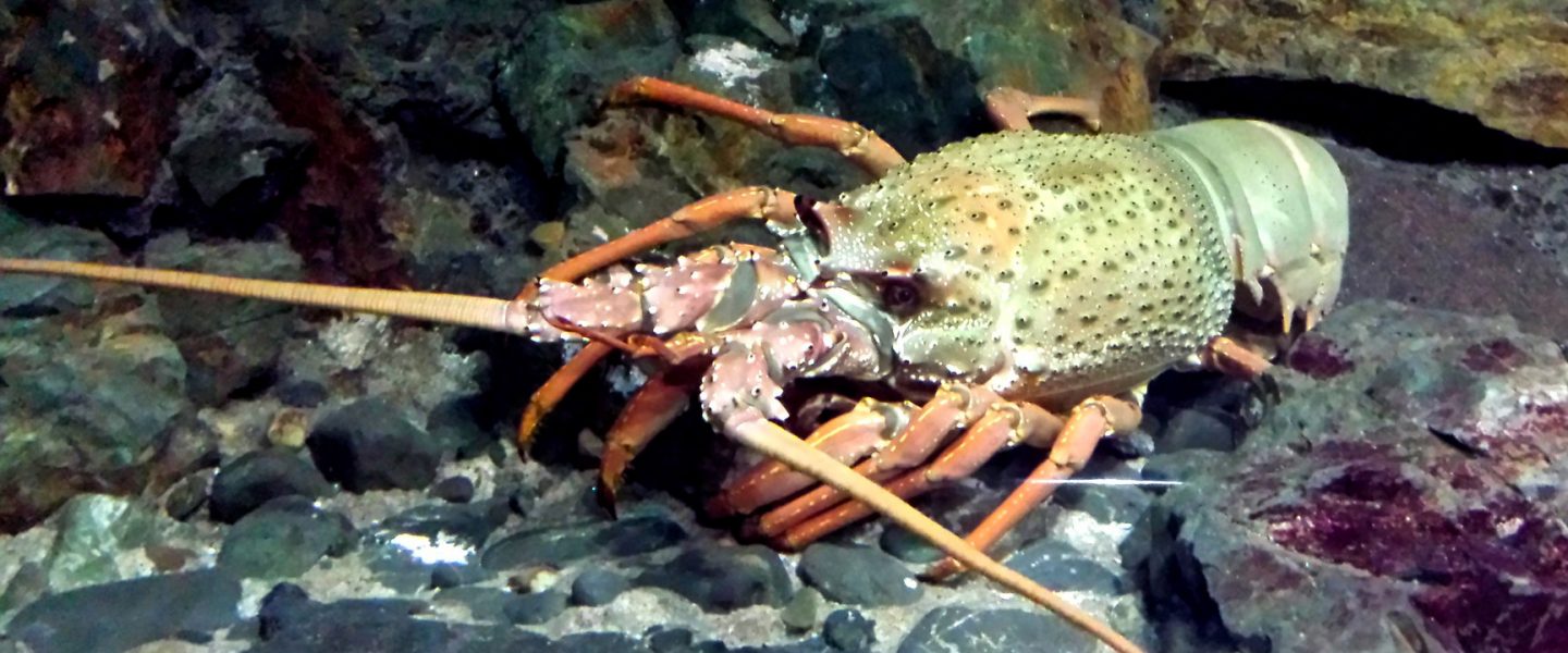 science, biodiversity, marine life, New Zealand, South Island, new species