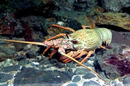 science, biodiversity, marine life, New Zealand, South Island, new species