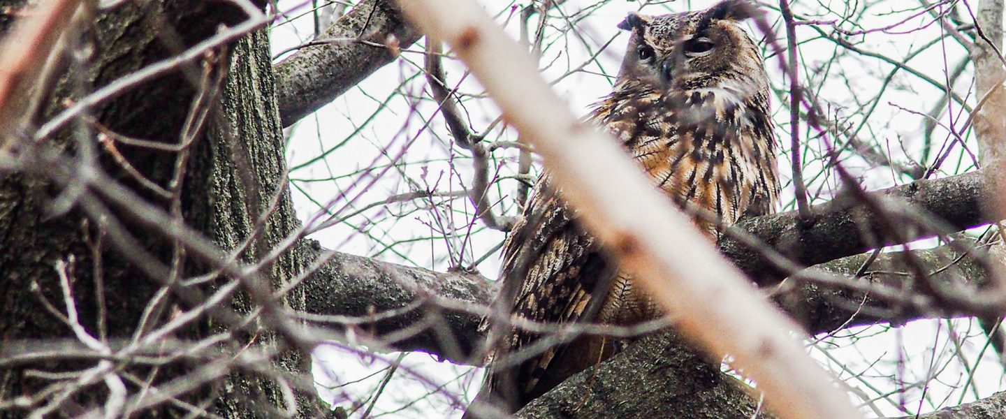 wildlife, biodiversity, NYC, Flaco the owl, bird safety, legislation