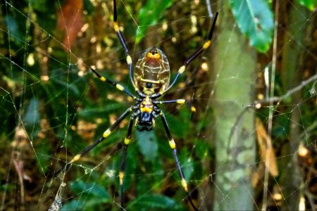 science, nature, spiders, luring prey, webs, traps, tricks