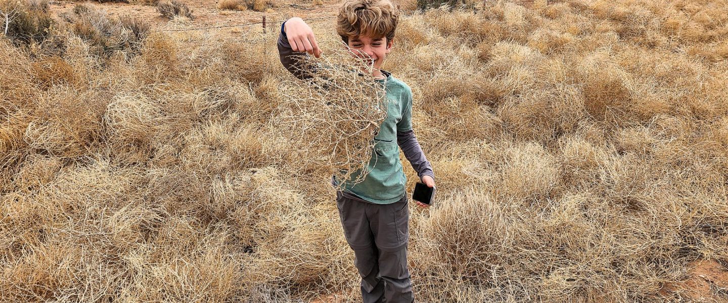 tumbleweed