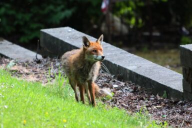 Fox, urban habitat