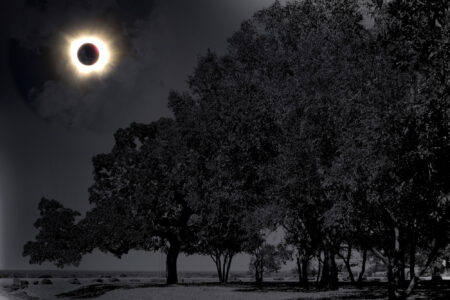 Illustration, Eclipse, Live Oak