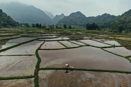 climate crisis, global warming, Vietnam, methane, rice, growing technique tweaks