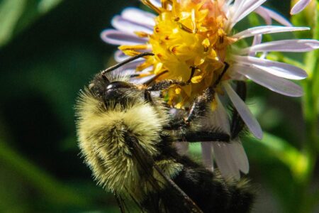 environment, biodiversity, eastern bumblebee, hibernation, submersion, survival