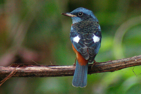 nature, biodiversity, birding, Oregon, rare capture, blue rock thrush