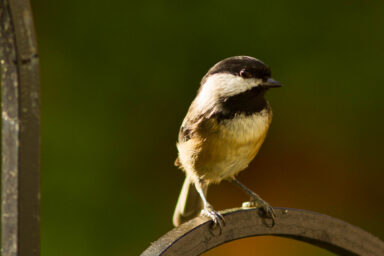 wildlife, birds, chickadee, brain, memory, pattern, food