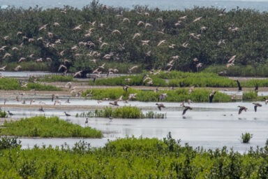 Wetlands, South Padre Island, Texas