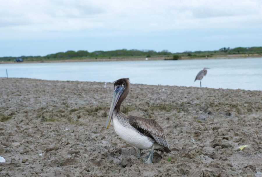 Brown pelicans, Brownsville Ship Channel