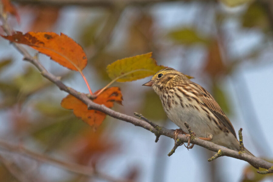 Savannah Sparrow