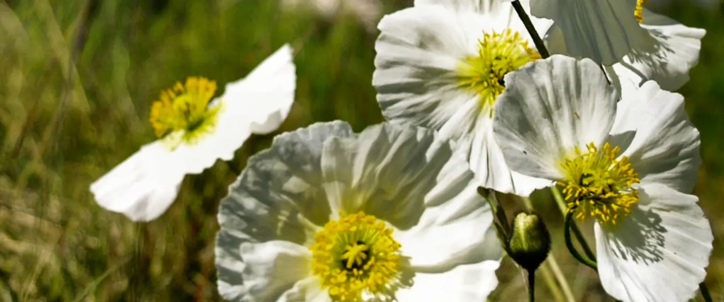 climate change, environment, Arctic Circle, Inuit Qeqertaat, flora, last poppy