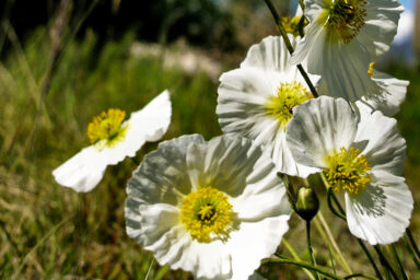 climate change, environment, Arctic Circle, Inuit Qeqertaat, flora, last poppy