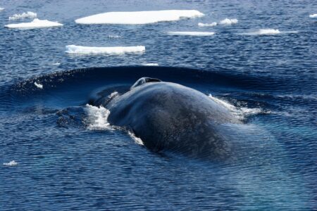 biodiversity, marine life, blue whales, songs, antarctic resurgence hint