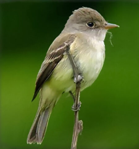 Southwestern, willow flycatcher