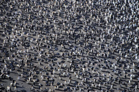 Marion Island, king penguins