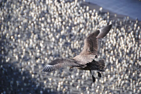 Brown Skua Marion Island