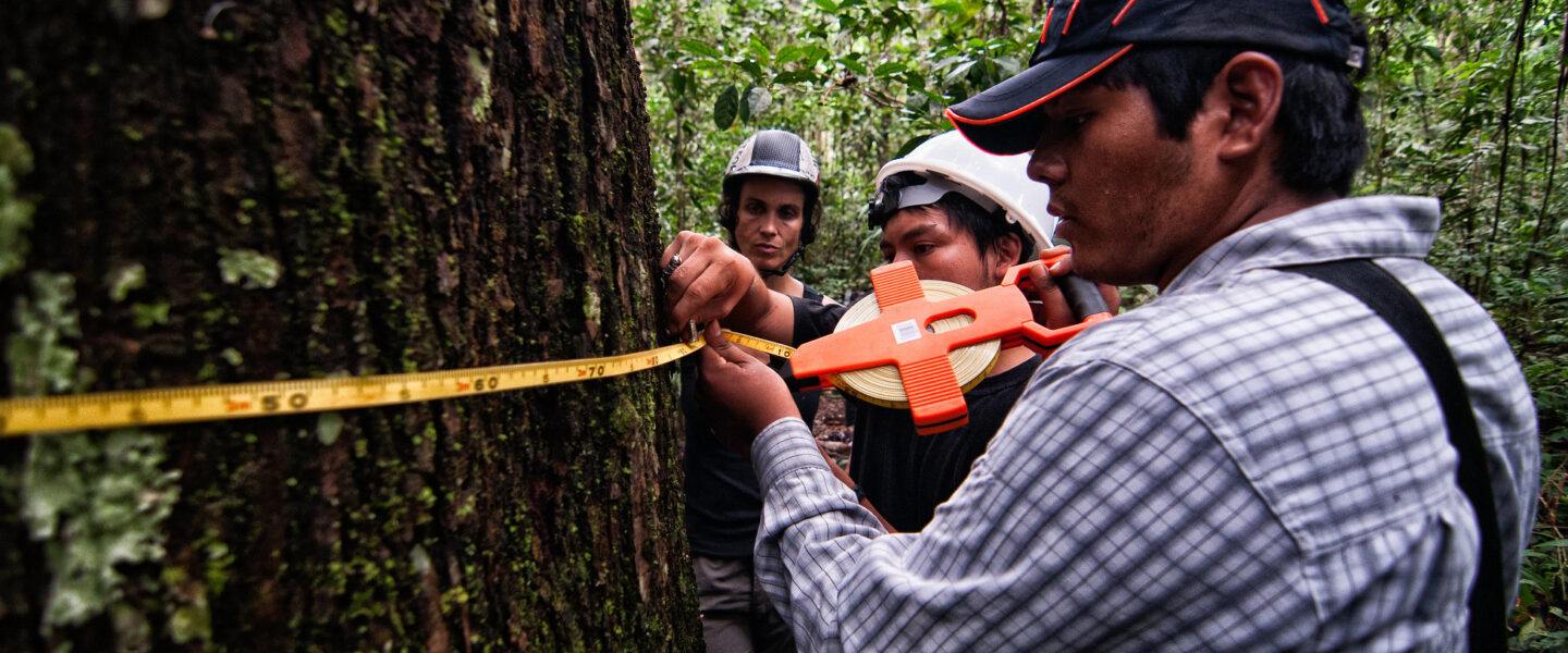 environment, sustainability, deforestation, 1,000-year-old trees, viscose