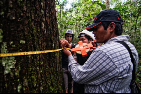 environment, sustainability, deforestation, 1,000-year-old trees, viscose