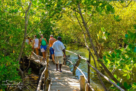 science, trees, Kenya logging, mangroves, hidden bee hives