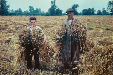 nature, botany, farming, wheat varieties, harvest yield, world hunger