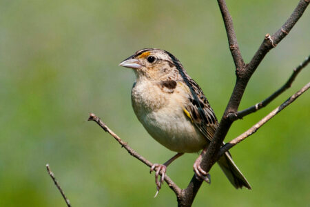 science, biodiversity, endangered species, conservation, grasshopper sparrow