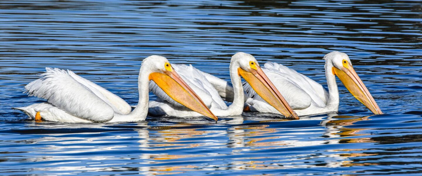 climate crisis, global warming, conservation, Alabama, Mobile-Tensaw Delta