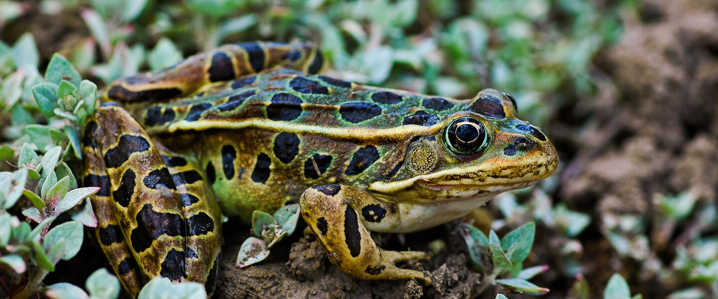 wildlife conservation, biodiversity,endangered frog species, mass release