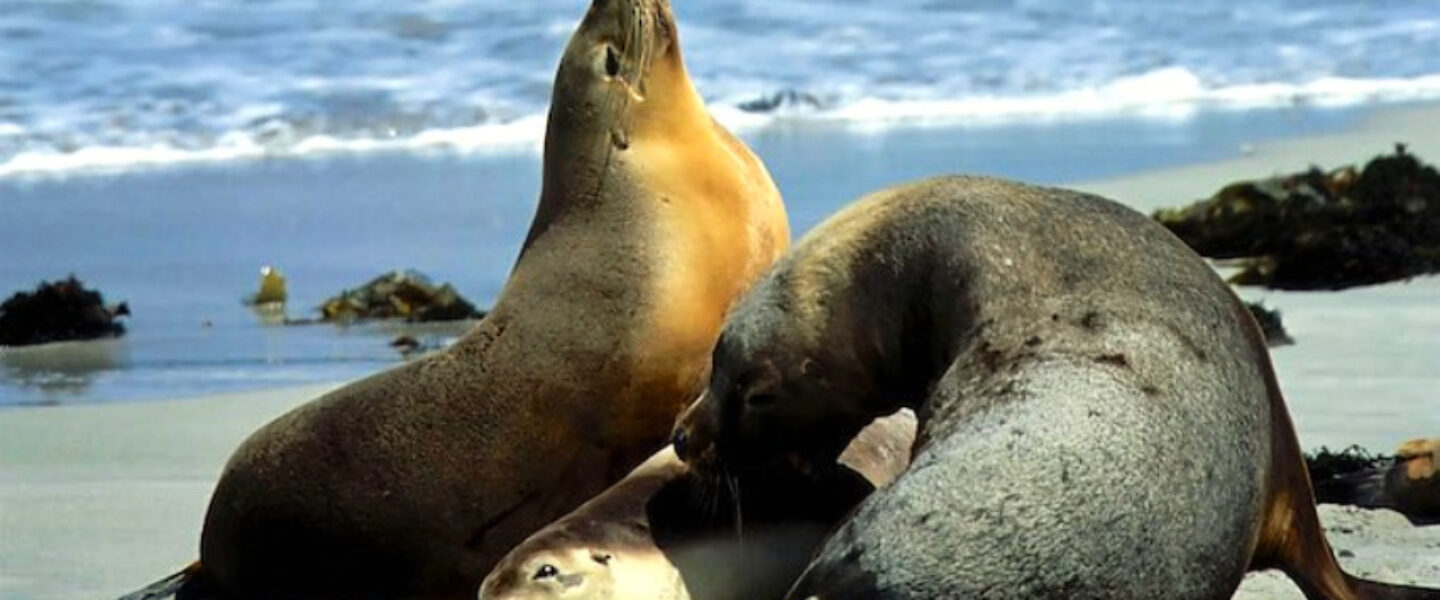 science, nature, wildlife, Australia, conservation, endangered sea lions, cameras