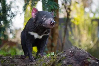 Tasmanian Devil