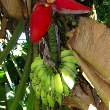 environment, Costa Rica, crop pesticides, exposure, pregnant women, study