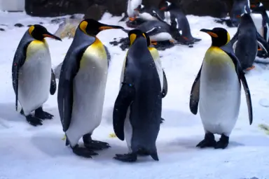 biodiversity, king penguins, Australia, enormous chick, social media star