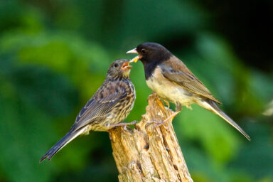 nature, biodiversity, wildlife, Pacific Northwest, old-growth forests, photo captures