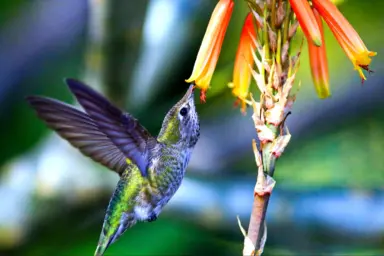 wildlife, biodiversity, adaptations, hummingbirds, extreme lifestyle